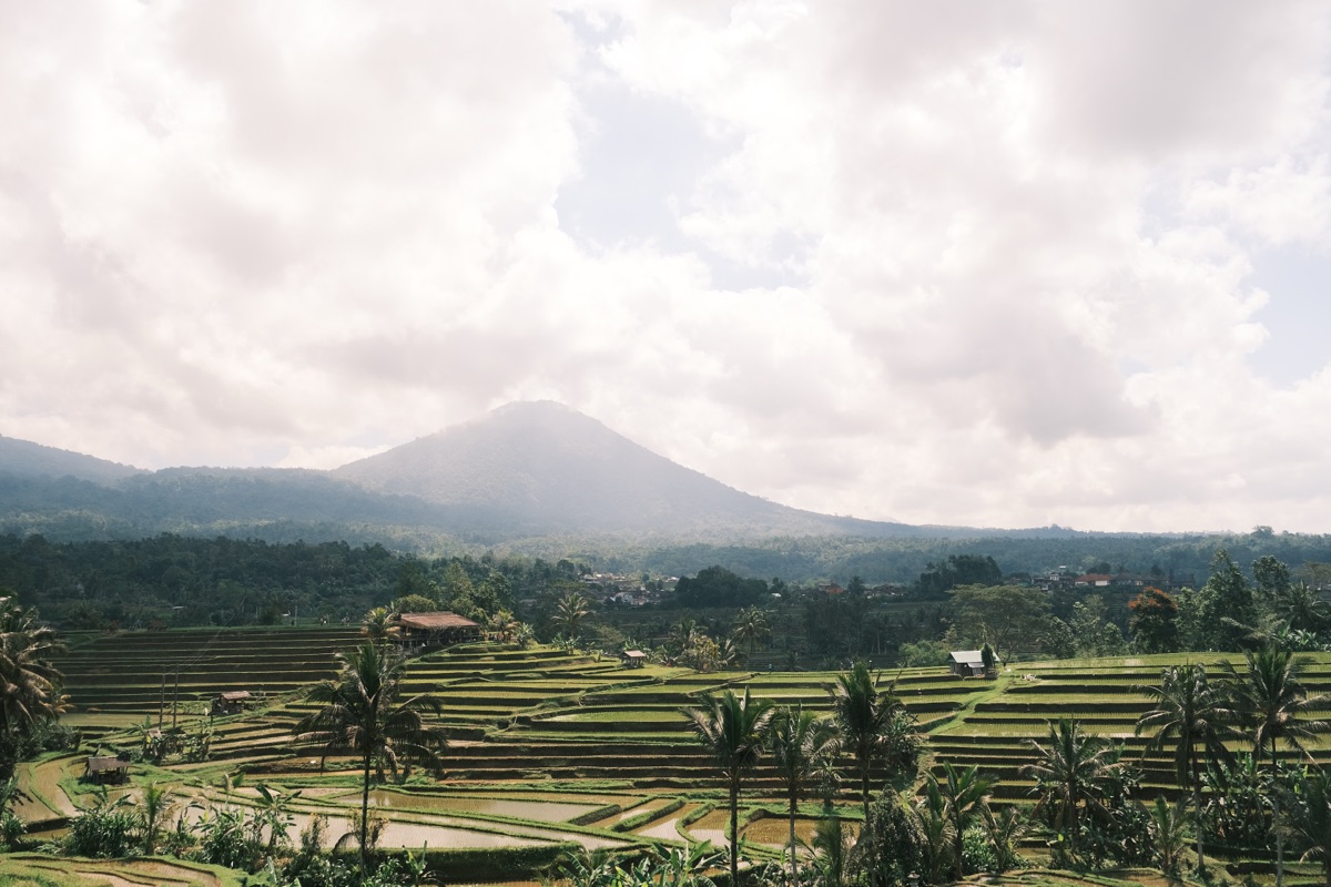 Bali rice terraces